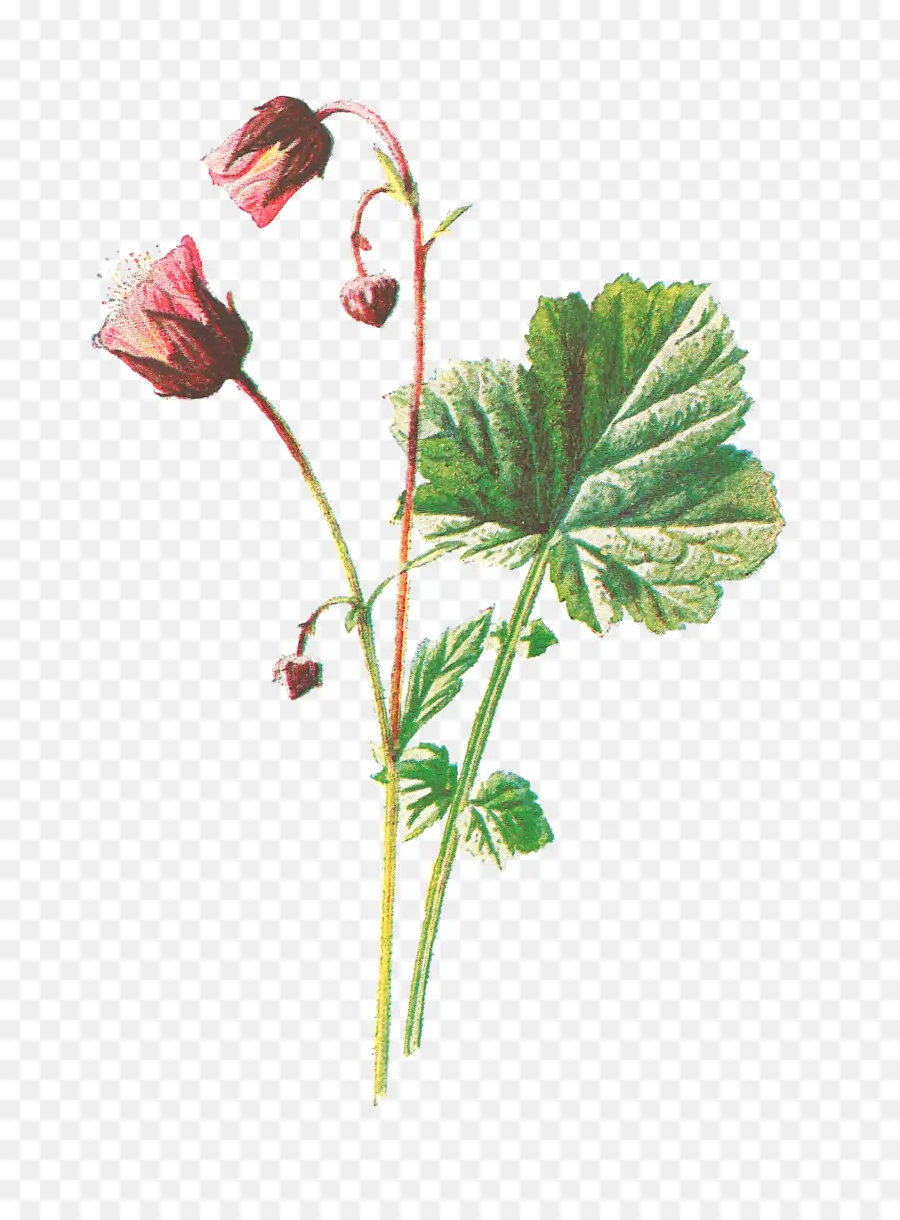 Geum Rivale，Familiares De Flores Silvestres PNG