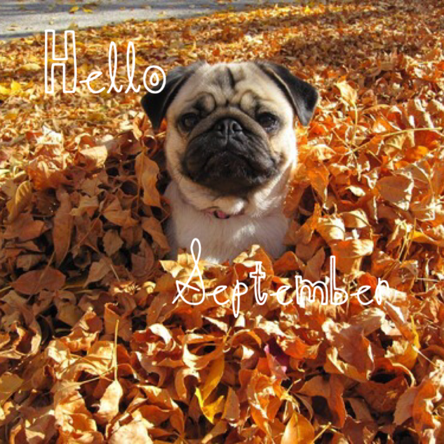 Otoño，Cachorro PNG