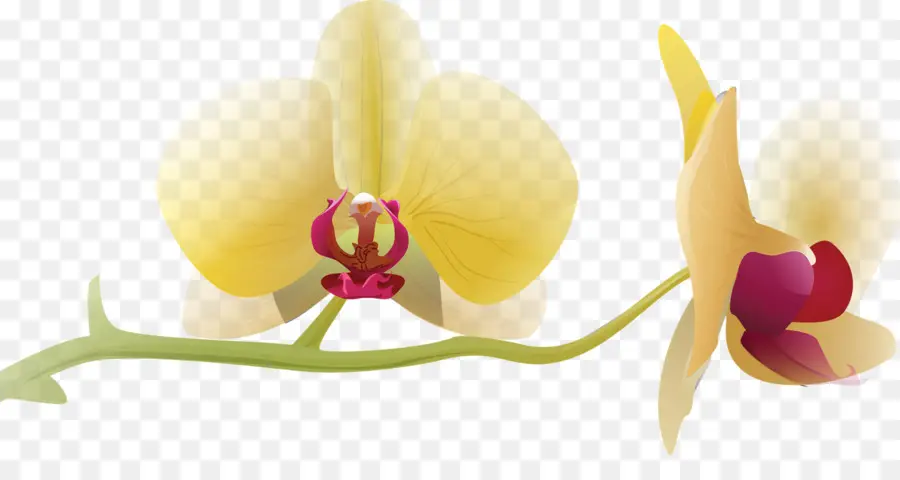 Orquídeas Amarillas，Pétalos PNG