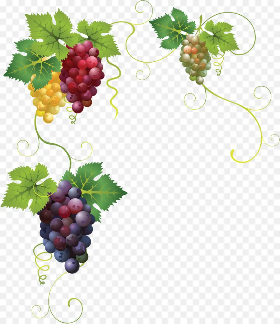 Uvas，Enredadera PNG