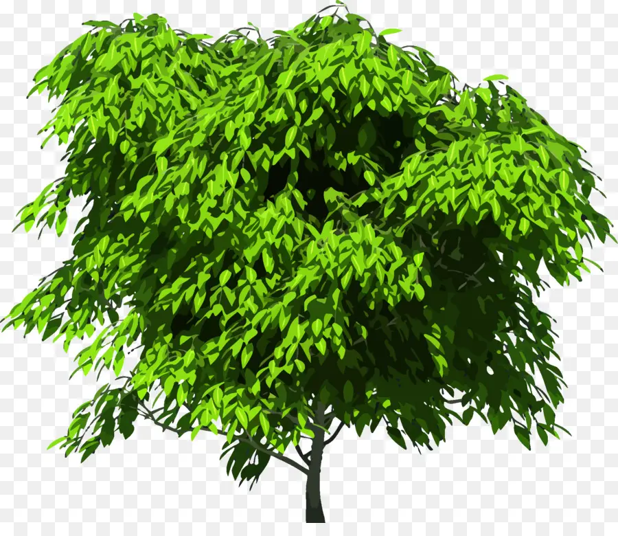 árbol Verde，Naturaleza PNG