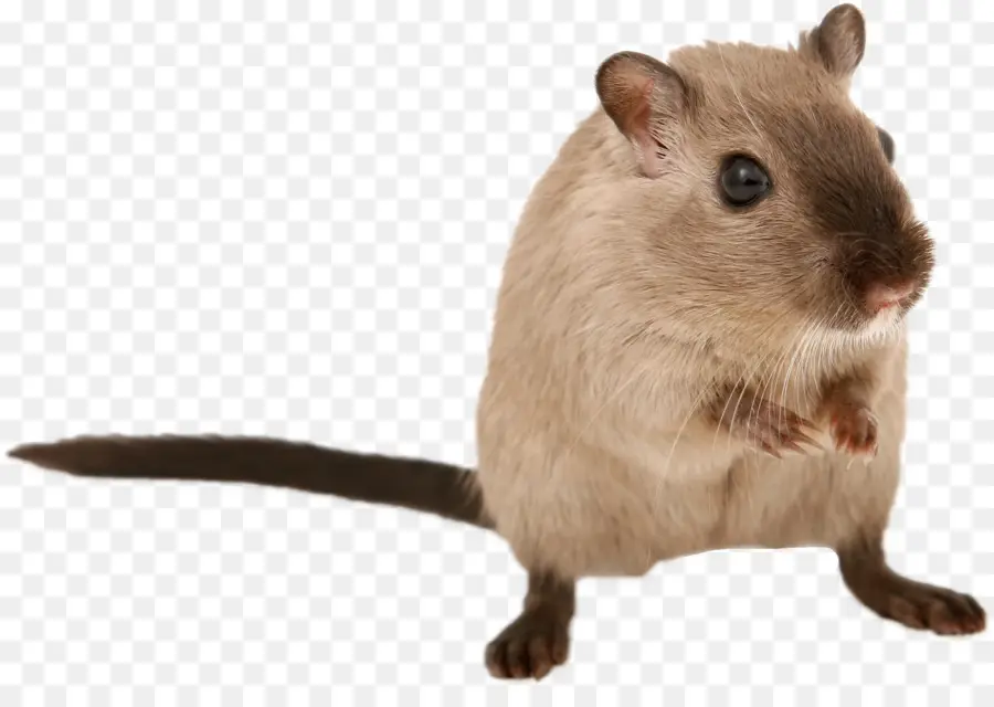 Jerbo，Brown Rata PNG