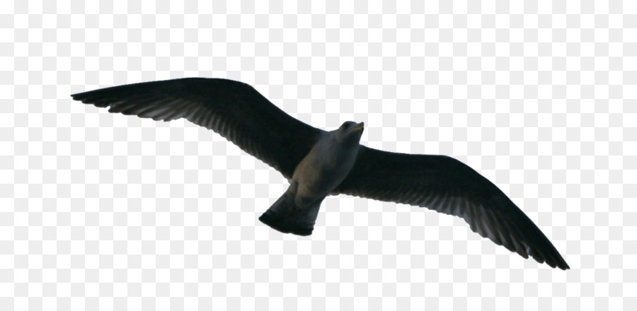 Gaviota，Vuelo PNG