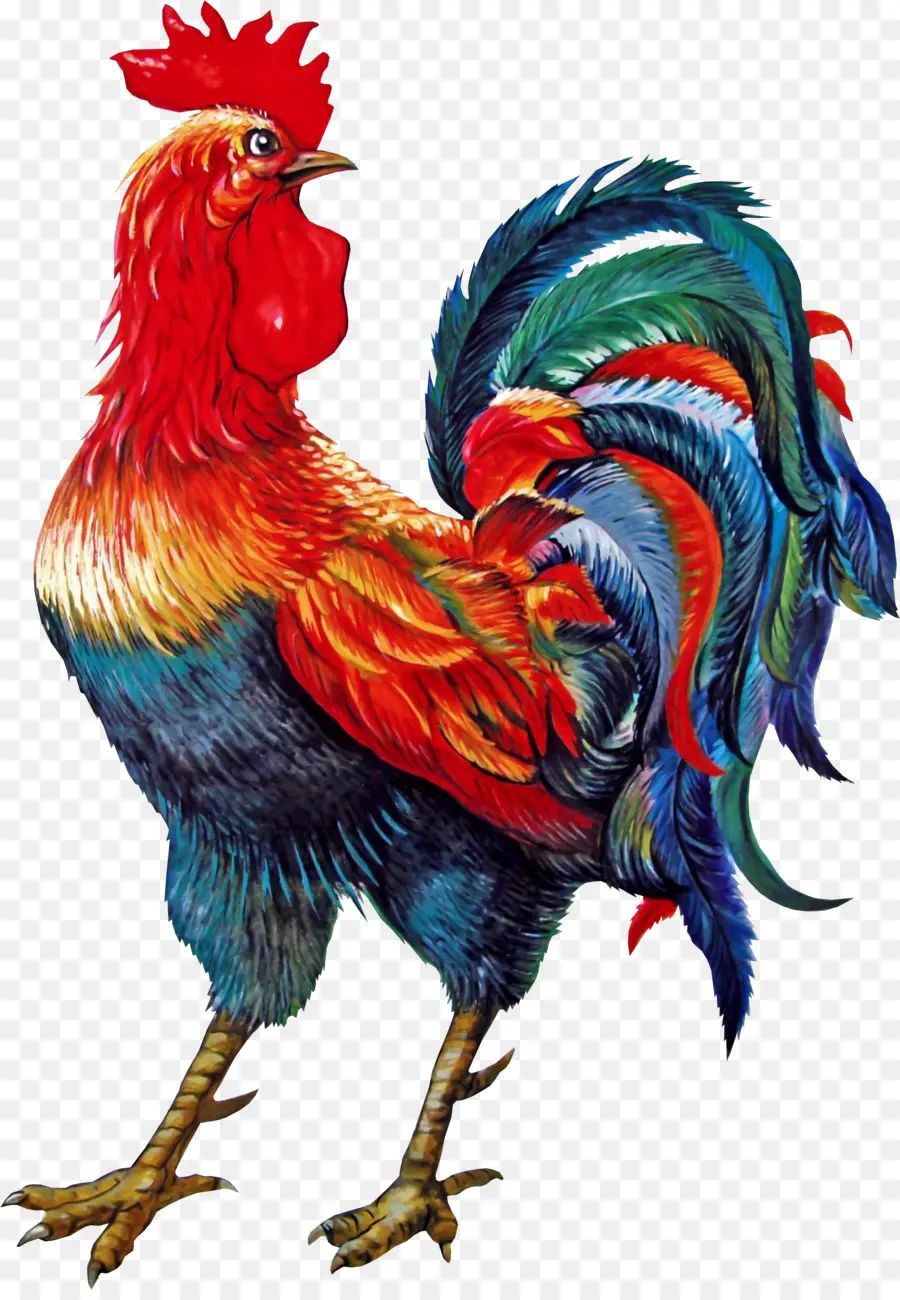 Gallo，Pájaro PNG