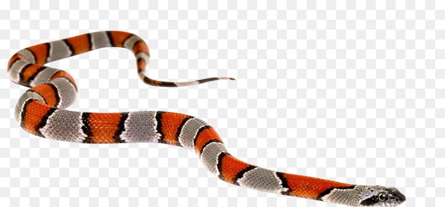 La Serpiente，Reptiles PNG