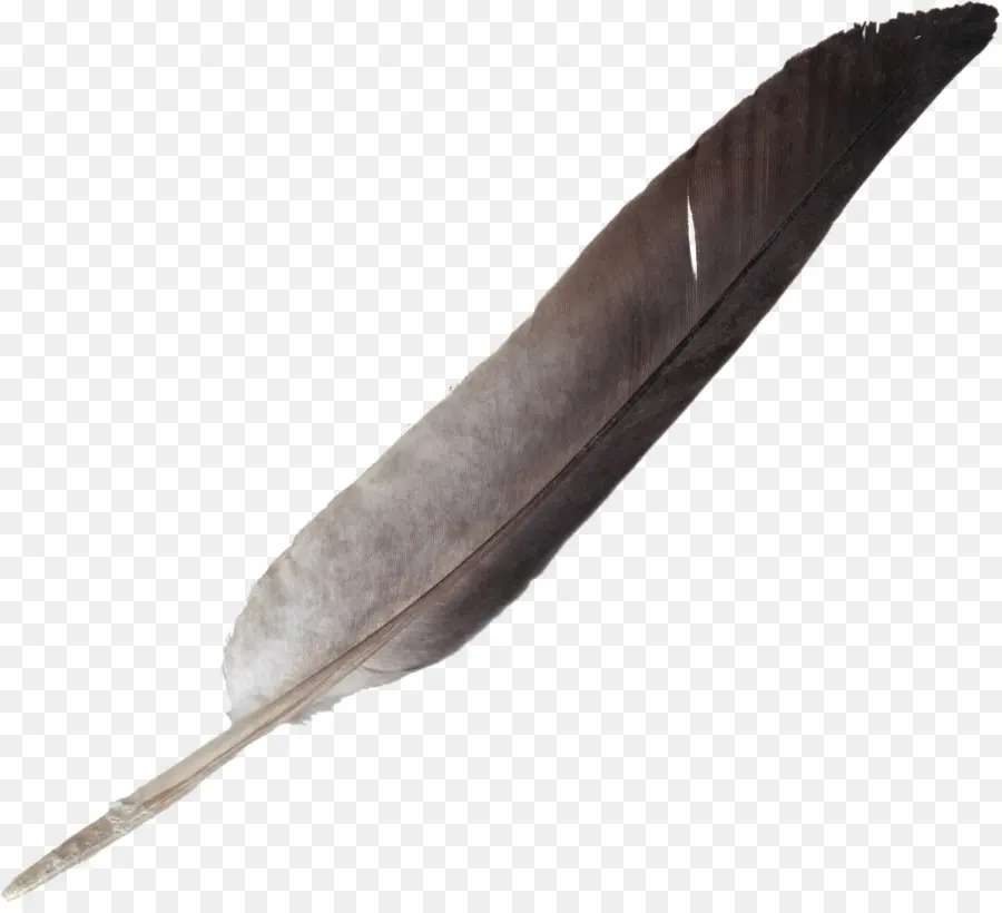 Pluma，Pluma Blanca PNG