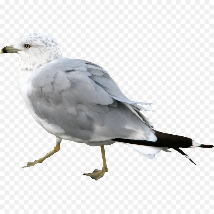 Gaviota，Caminando PNG