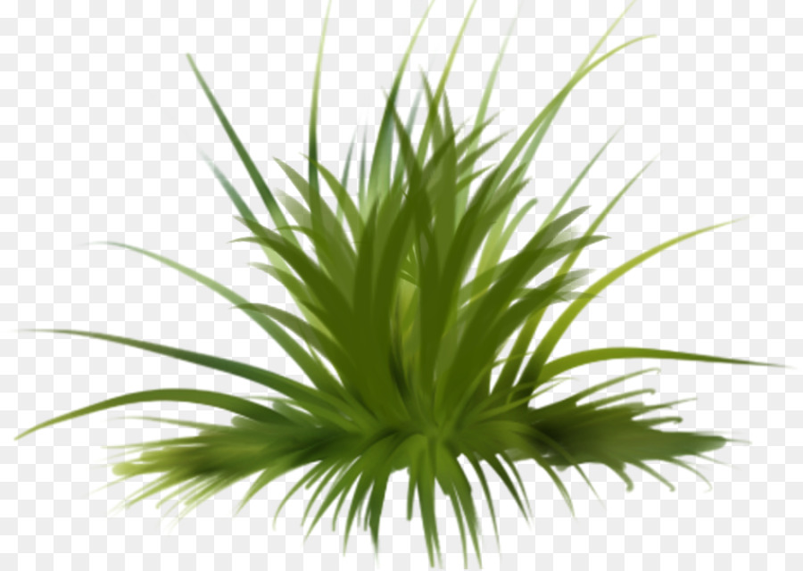 Planta En Maceta，Verdor PNG