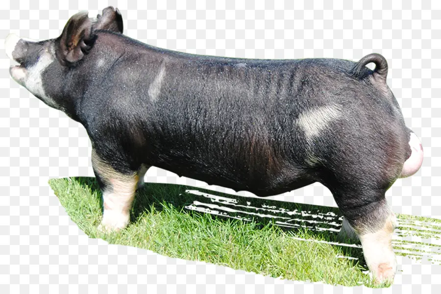 Cerdo，Granja PNG