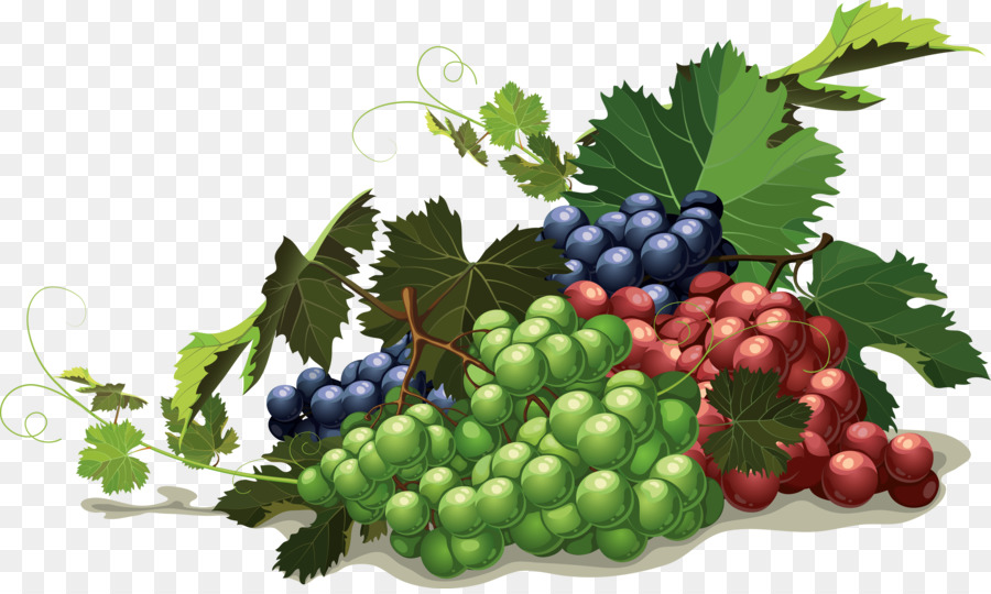 Uvas，Enredadera PNG