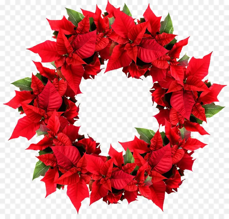 Corona De Flor De Pascua，Rojo PNG