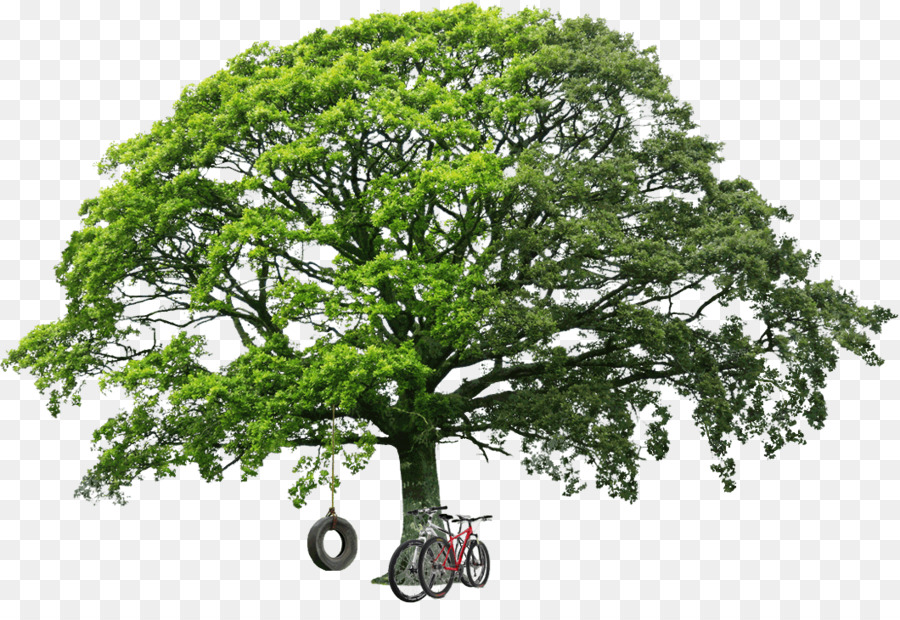 Árbol，Verde PNG