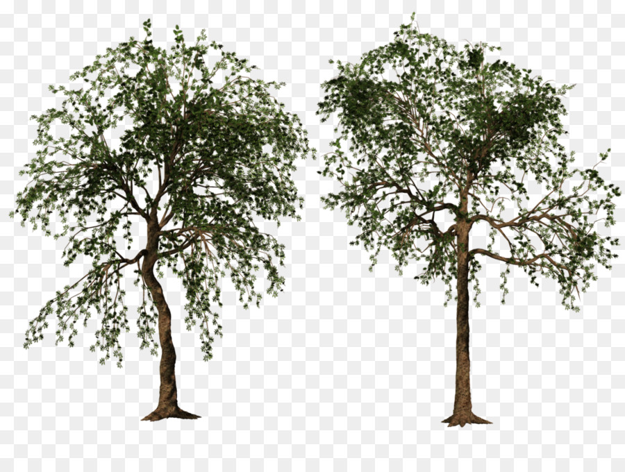 Árbol，Sucursales PNG