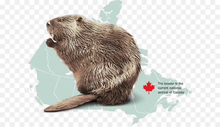 Canadá，La Nutria PNG