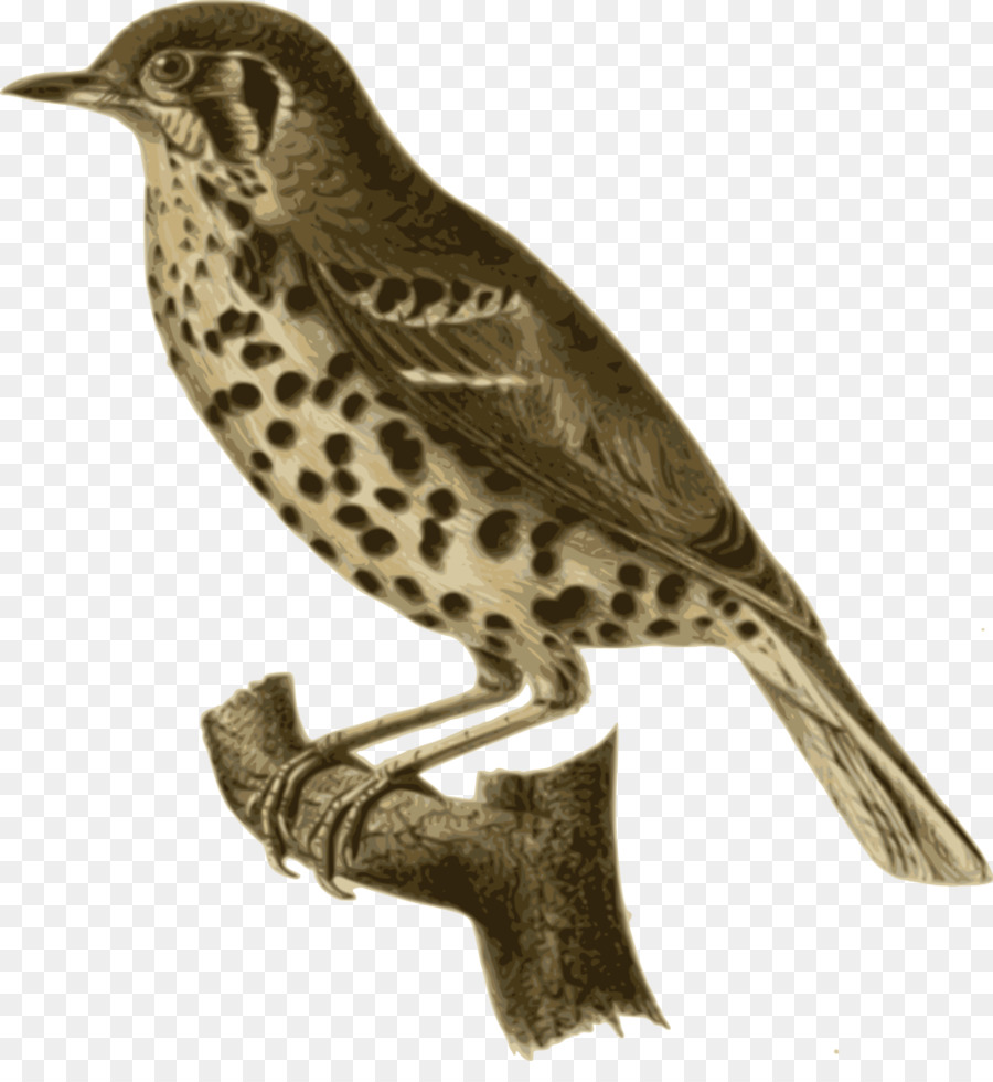 Pájaro，Encaramado PNG