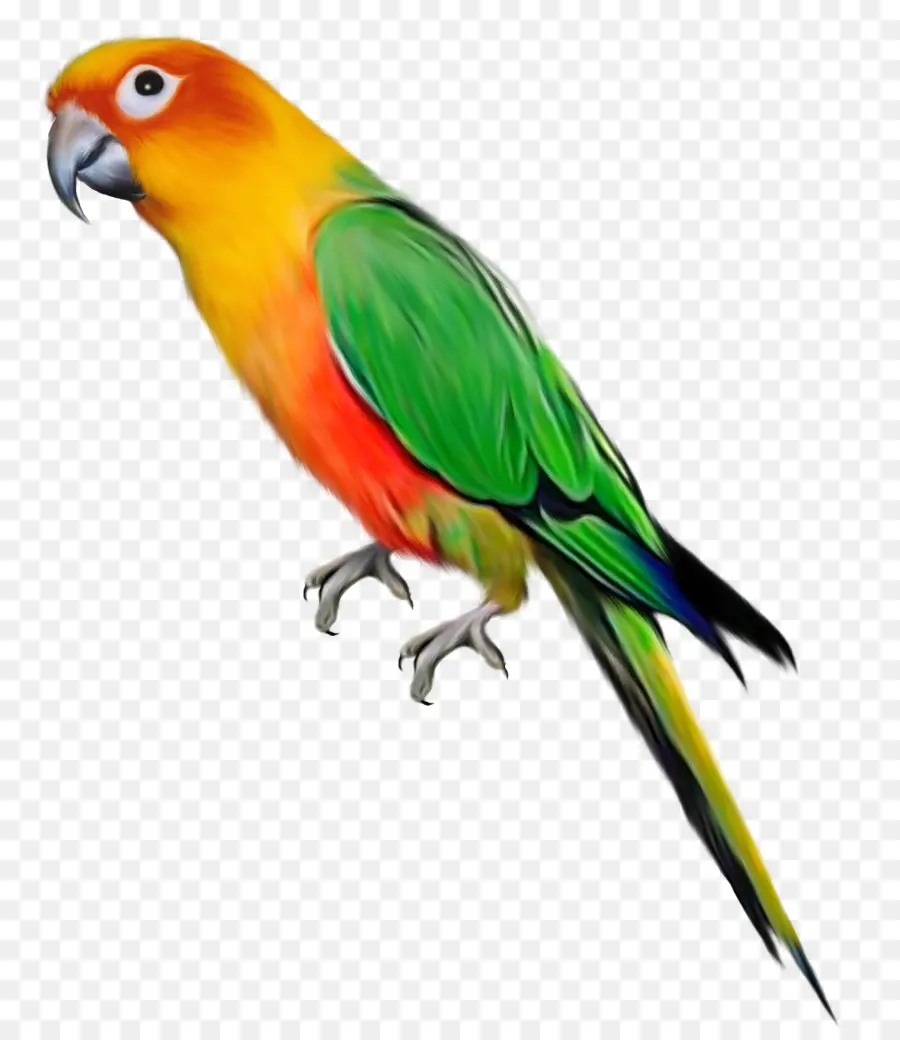 Loro，Plumas PNG