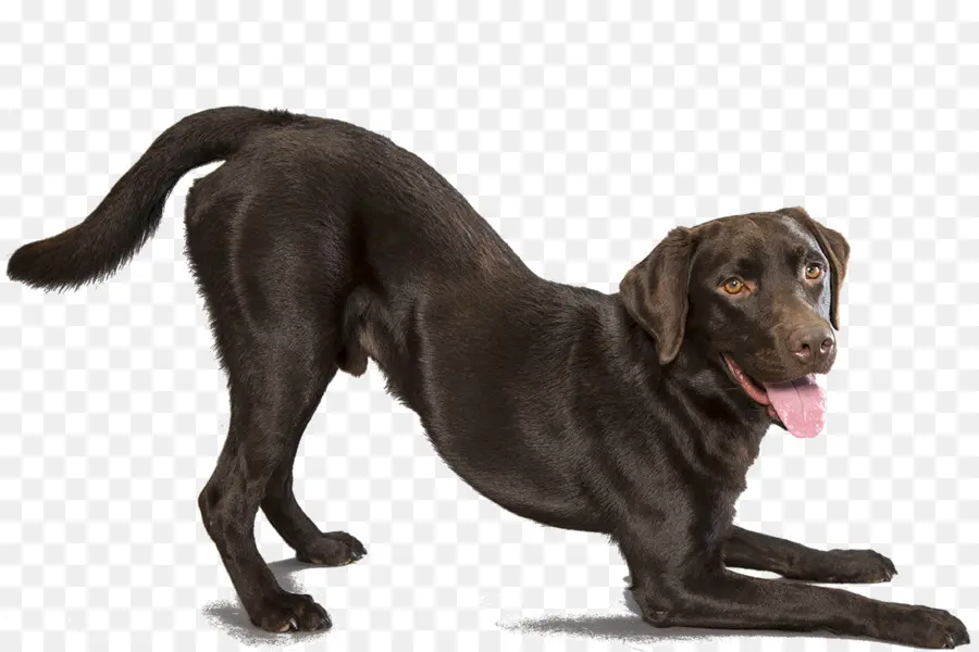 Labrador Retriever，Perro Sin Pelo Mexicano PNG