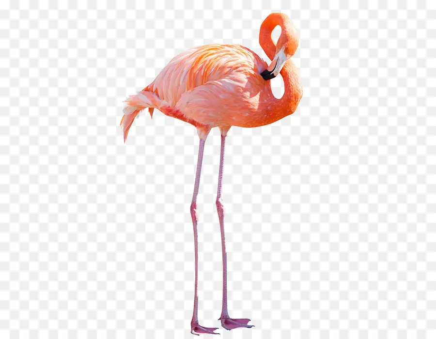 Flamenco，Flamingo PNG