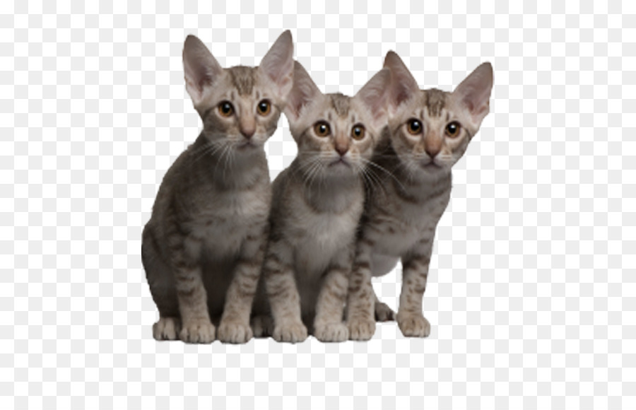 Tres Gatitos，Gatos PNG