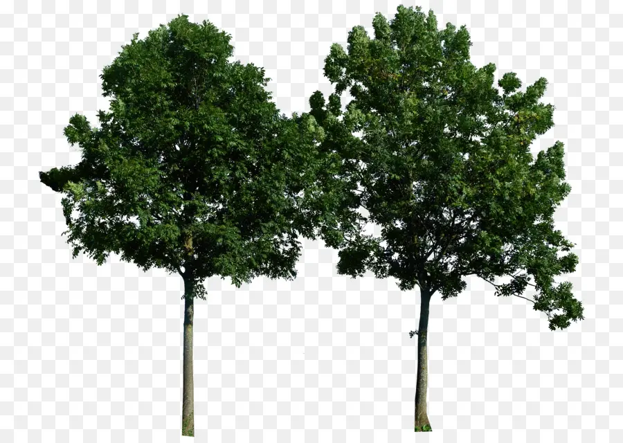 Descargar，árbol PNG