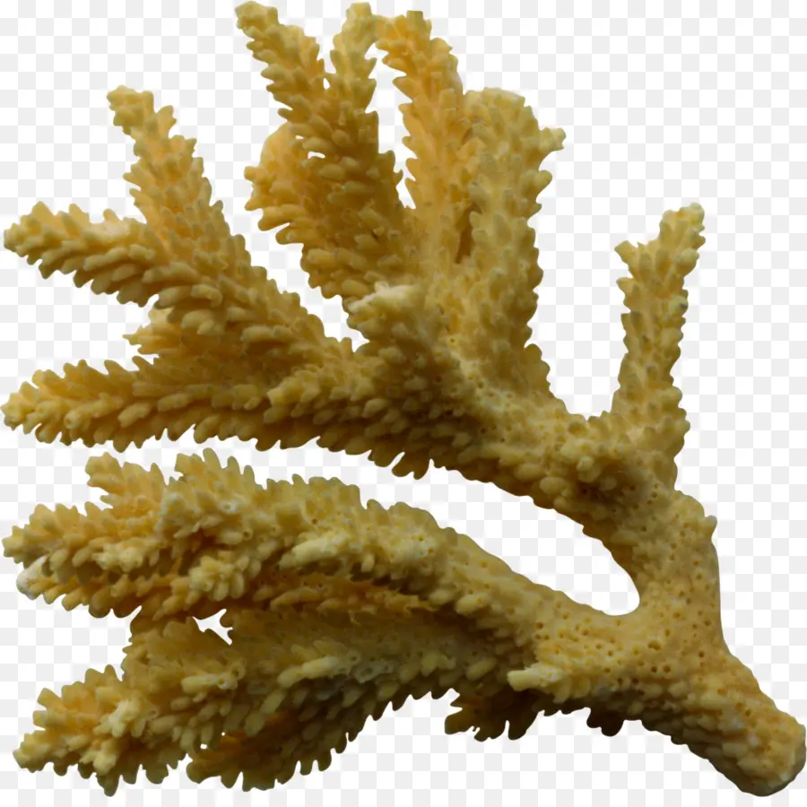 Coral，Mar PNG