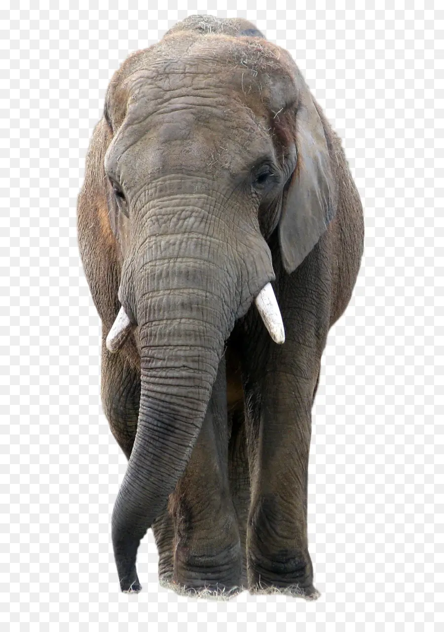 Elefante Africano De Sabana，Elefante Asiático PNG