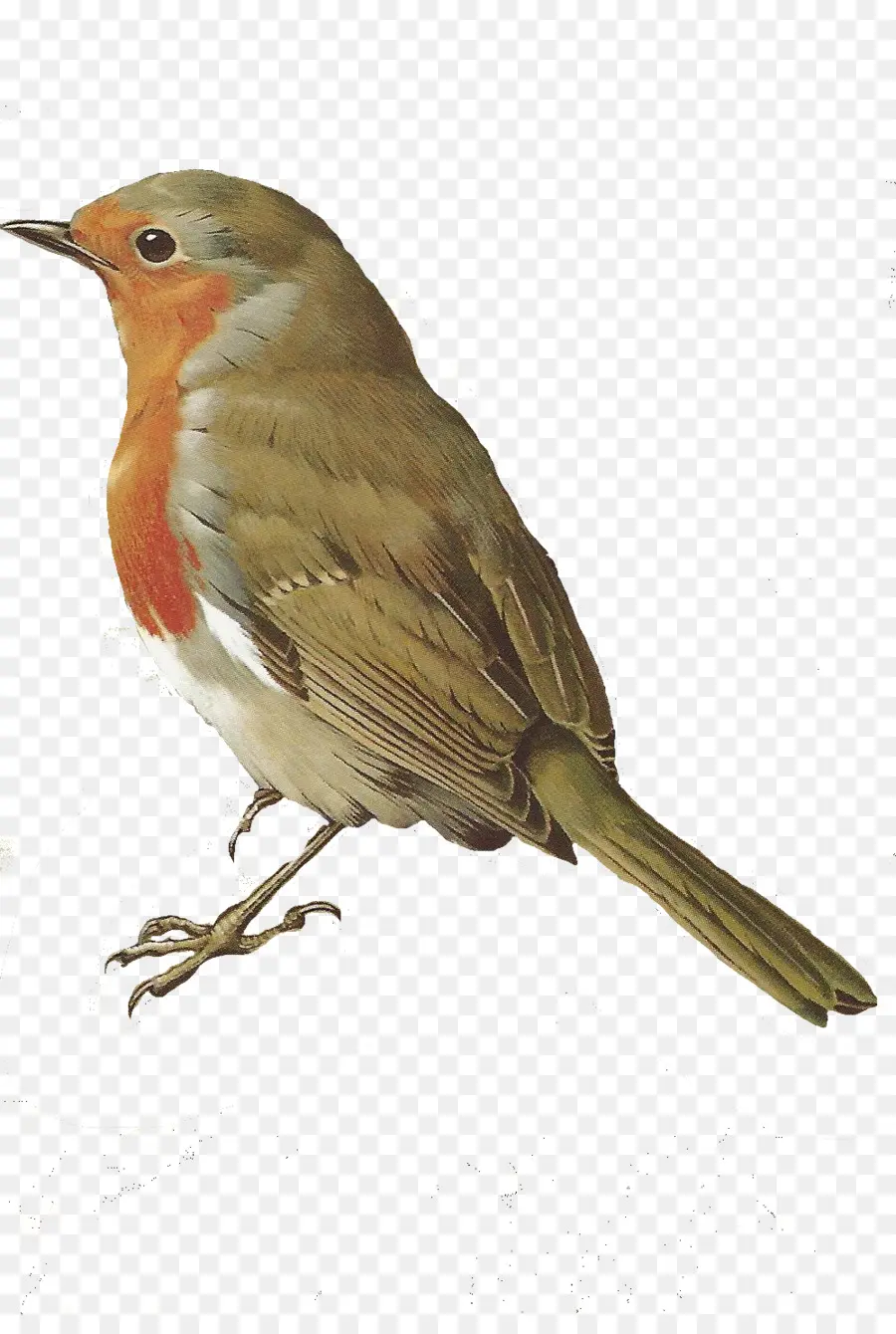 Pájaro，Europea Robin PNG