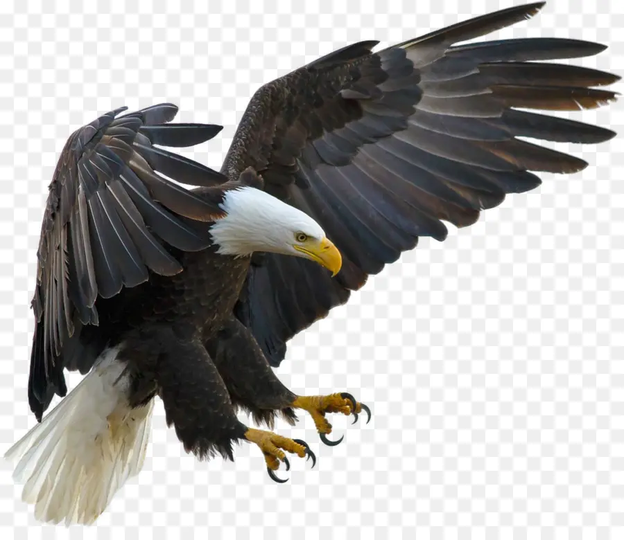 águila Calva，Pájaro PNG