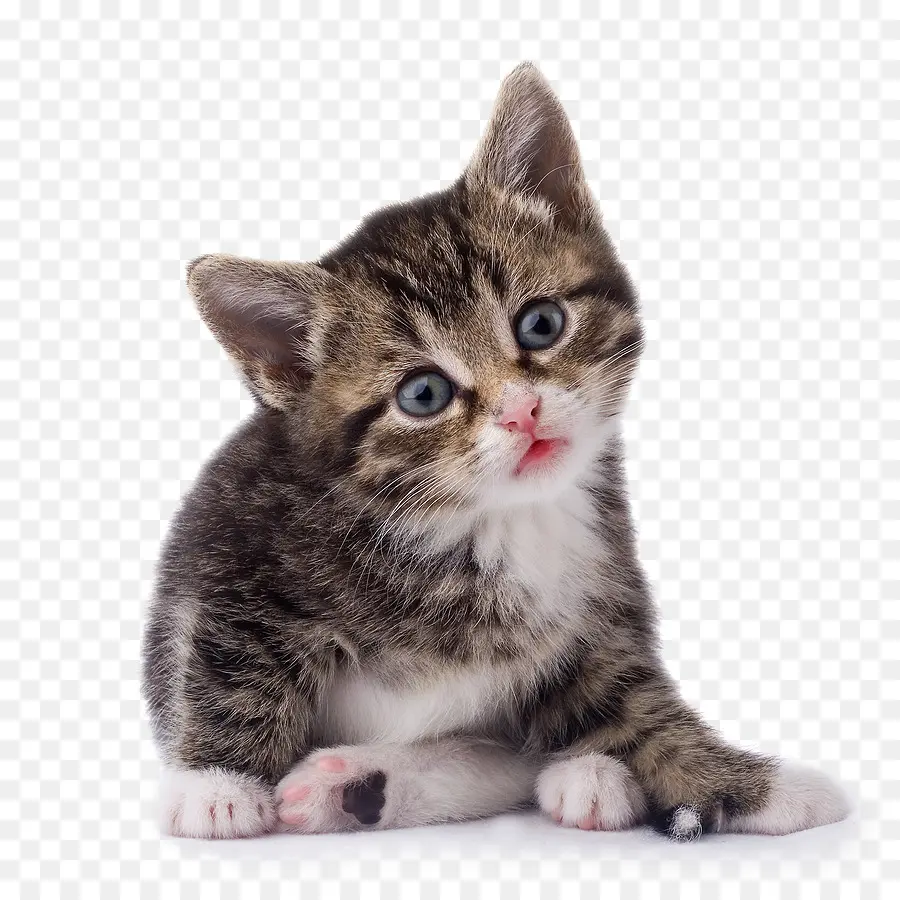 Gato，Gatito PNG