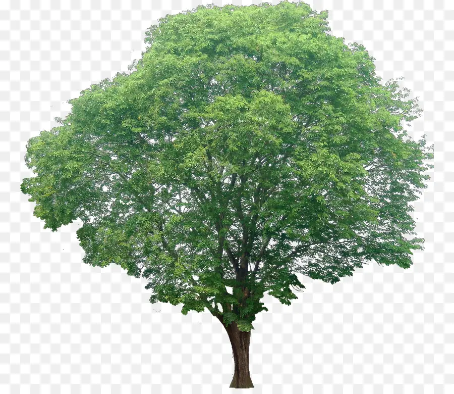 Acer Ginnala，Arce Rojo PNG