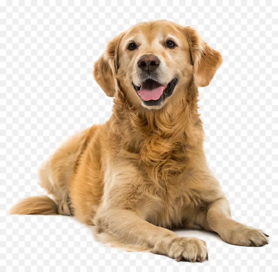 Golden Retriever，Border Collie PNG