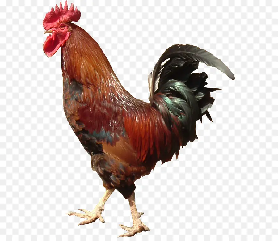 Gallo，Pollo PNG