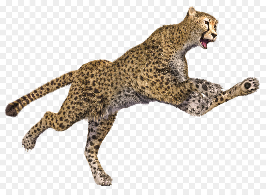 Guepardo，Manchas PNG