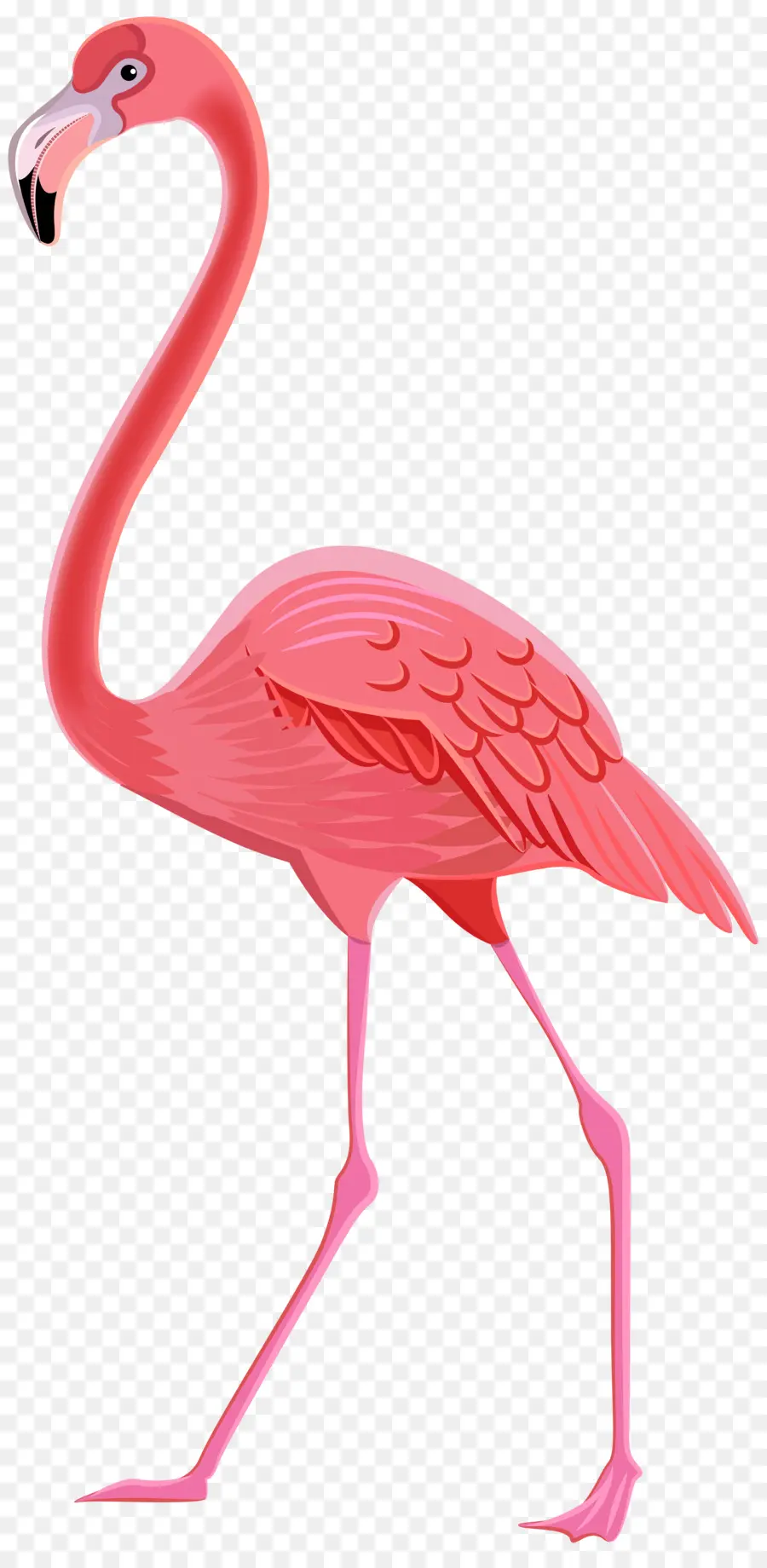 Flamingo，Dibujo PNG