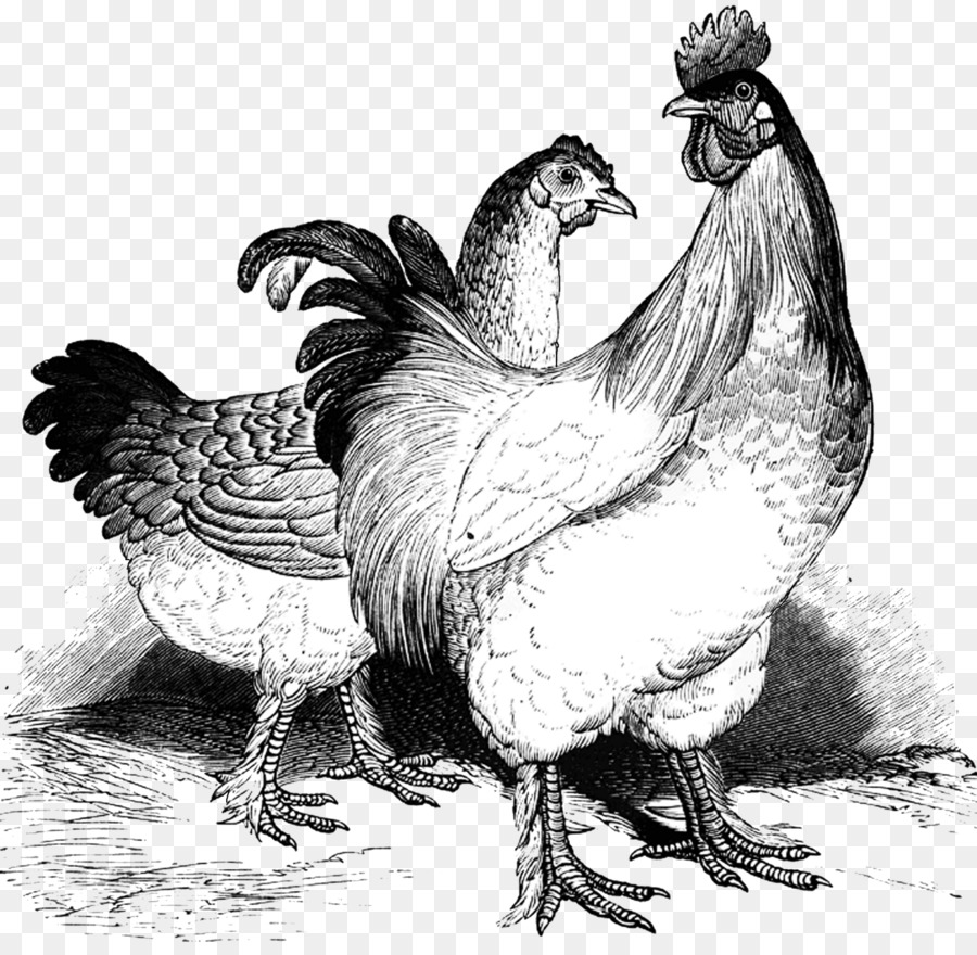 Cochin Pollo，Silkie PNG