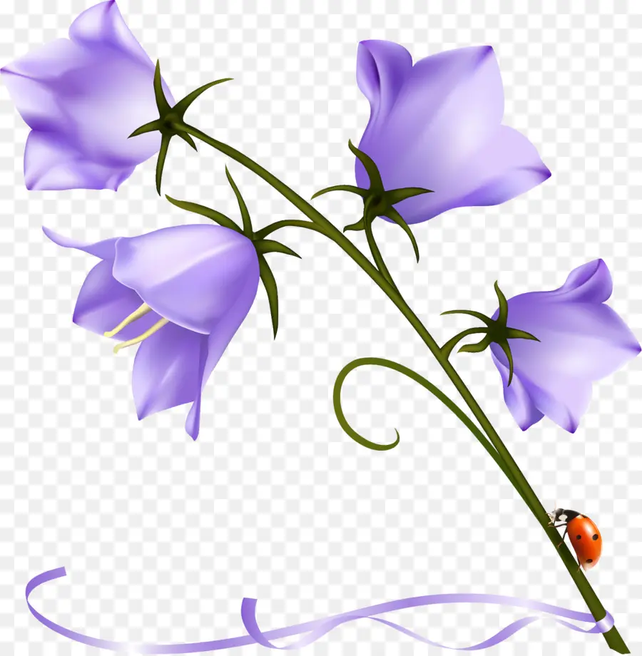 Campanula Carpatica，Dibujo PNG