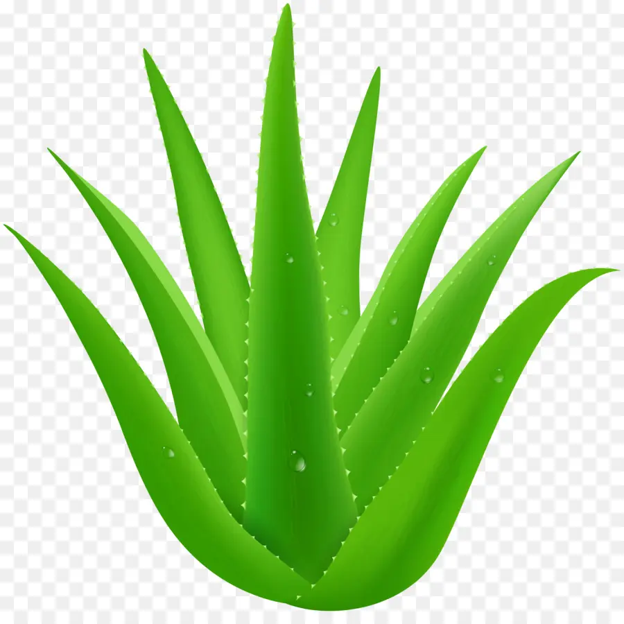 Aloe Vera，Planta PNG