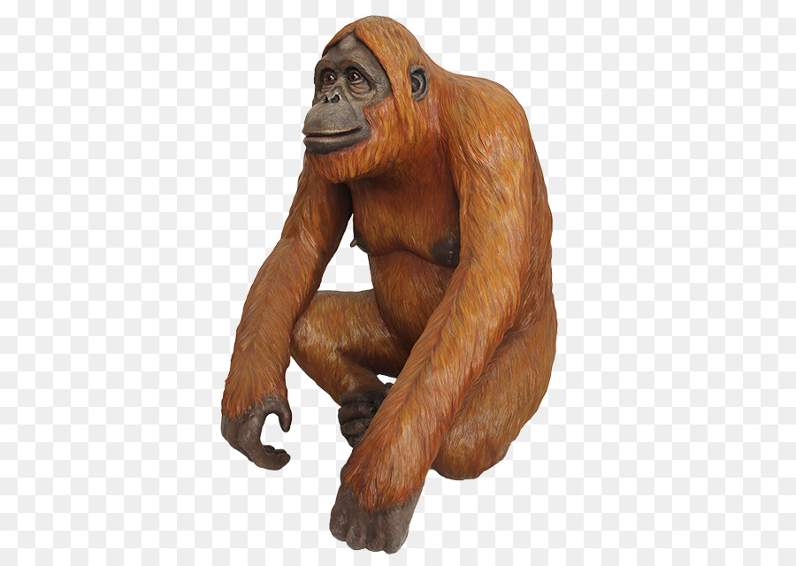 Gorila，Chimpancé PNG
