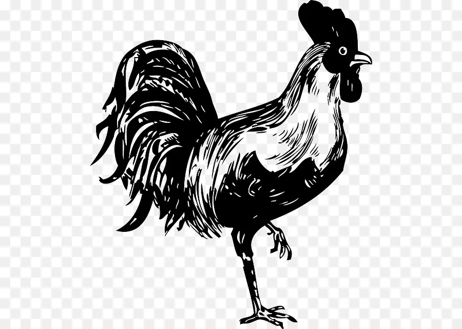 Pollo，Gallo PNG