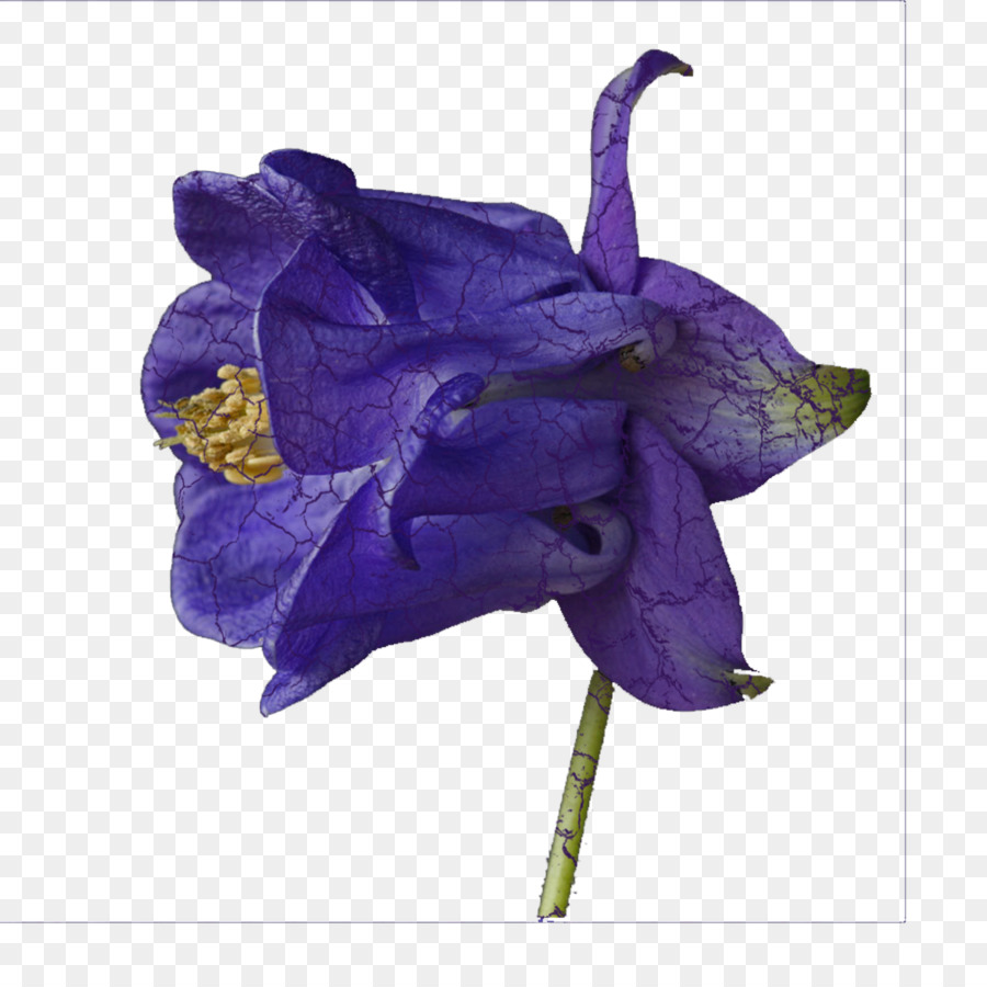 Flores Azules，Florecer PNG