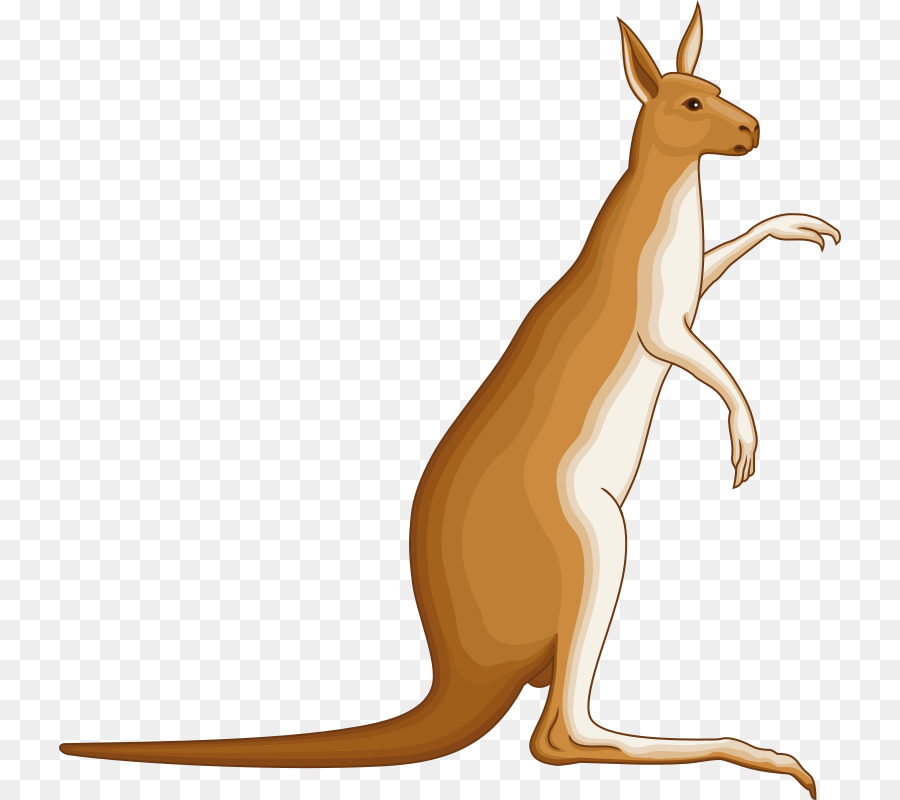 Macropodidae，Canguro PNG