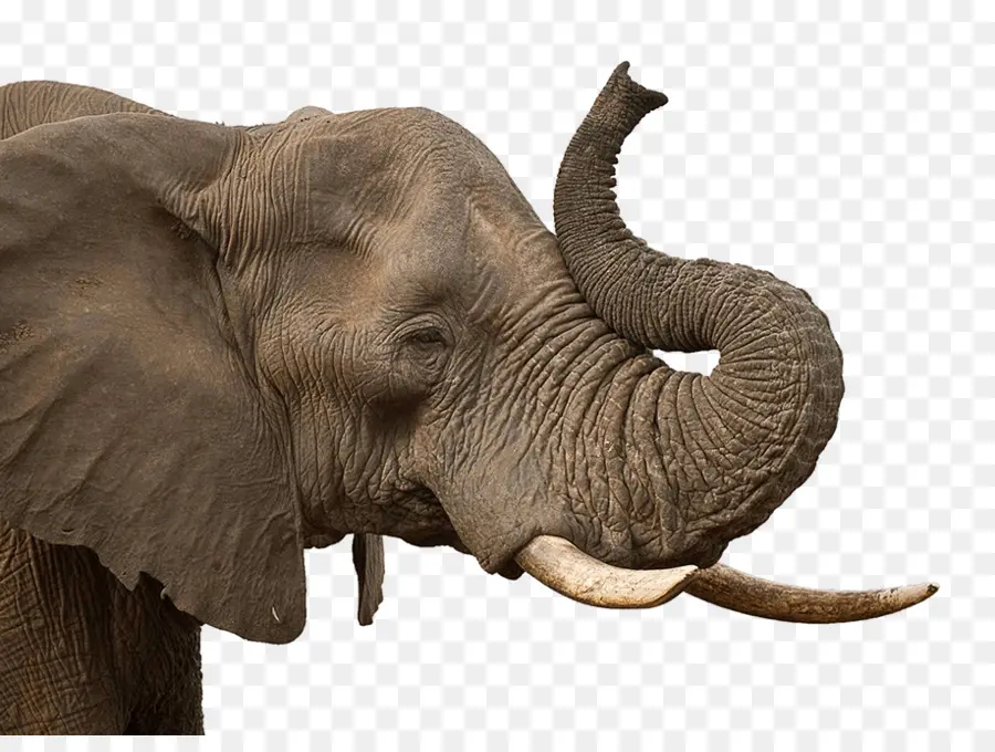 El Elefante Africano，Elefante Asiático PNG