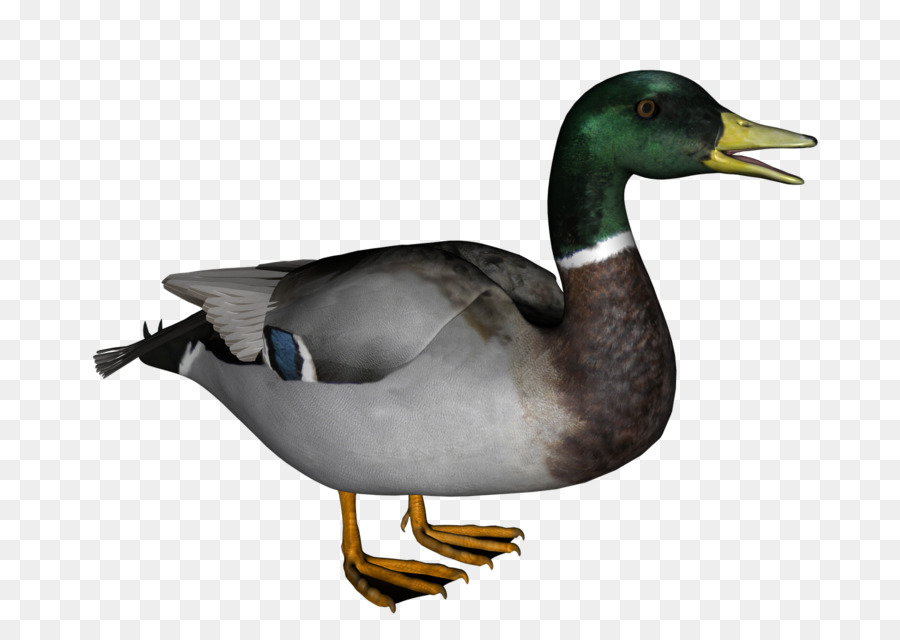 Pato，Resolución De La Pantalla PNG