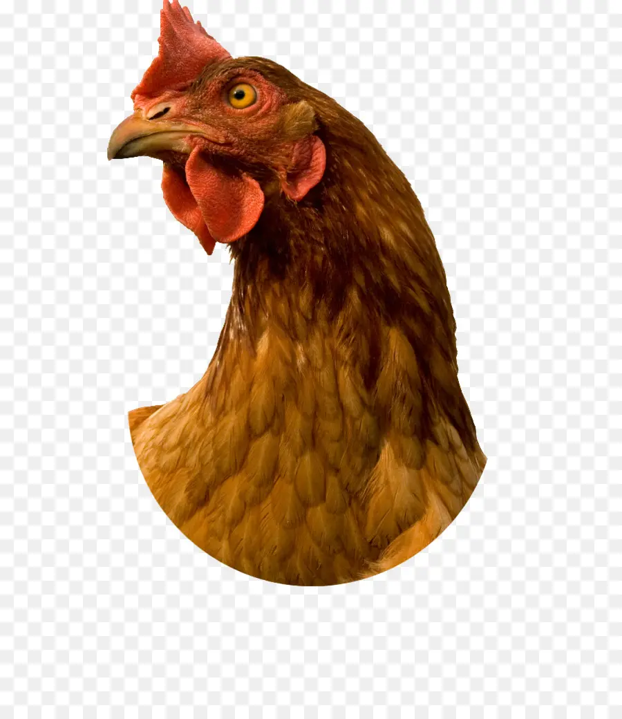 Pollo，Fotografía De Stock PNG