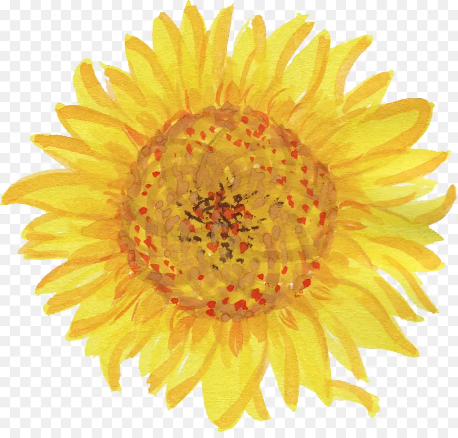 Girasol，Amarillo PNG