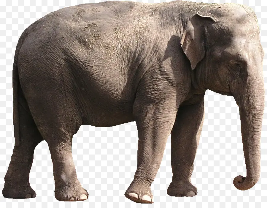 Elefante Africano De Sabana，Los Elefantes PNG