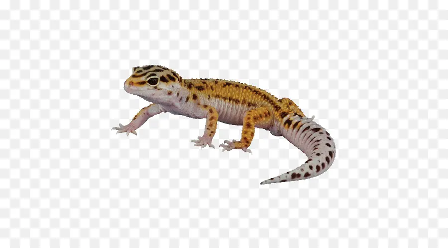 Lagarto，Geco PNG