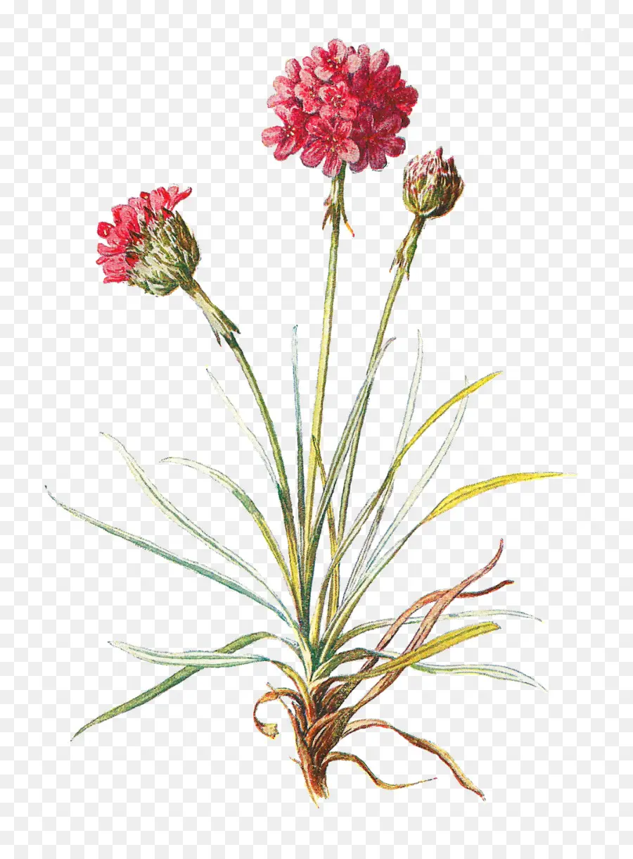 Flores Rosadas，Planta PNG