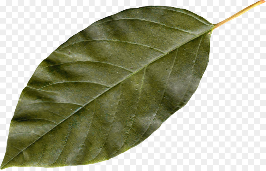 Hoja，Otoño PNG