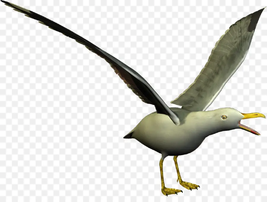 Gaviota，Agua PNG